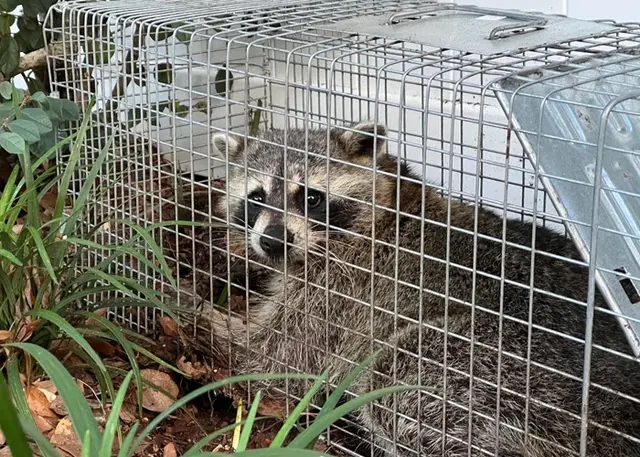 Wildlife Removal Services — photo from the business 1