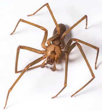 Lloyd Pest & Termite Control — photo from the business 11