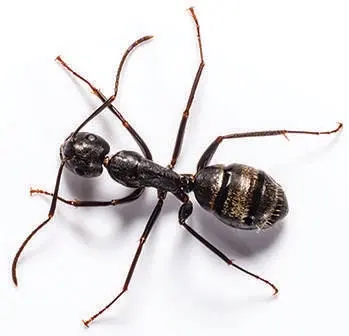 Lloyd Pest & Termite Control — photo from the business 10