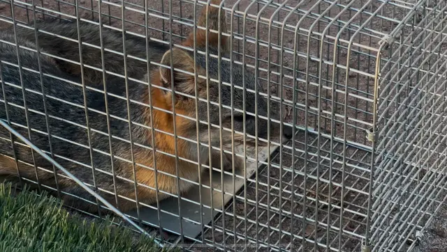 Best Pest & Wildlife Control California — customer photo 4