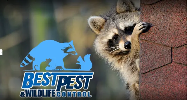 Best Pest & Wildlife Control California — photo from the business 1