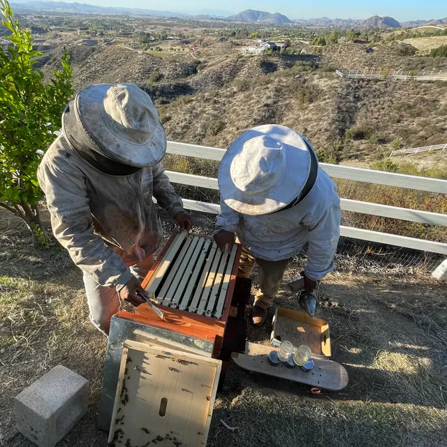 AA-Beekeeper | Live Bee Removal & Relocation — photo from the business 4