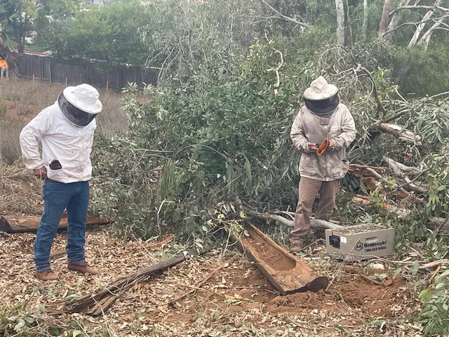 AA-Beekeeper | Live Bee Removal & Relocation — photo from the business 10
