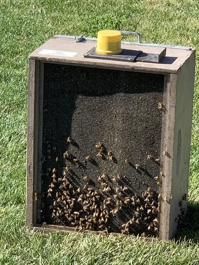 AA-Beekeeper | Live Bee Removal & Relocation — photo from the business 6
