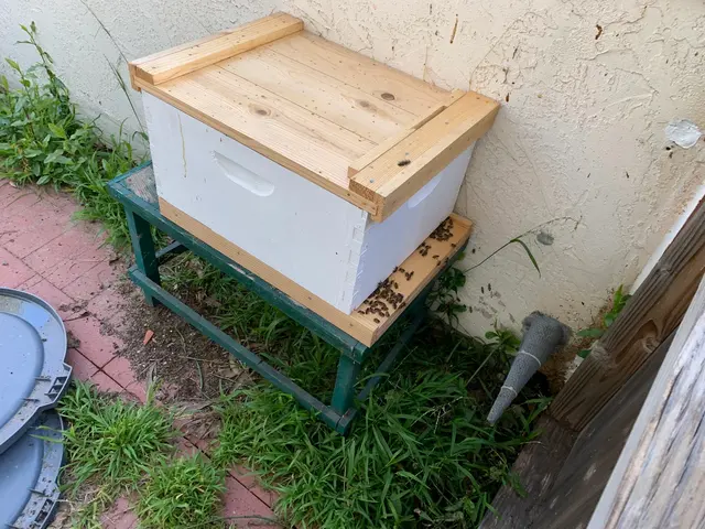 AA-Beekeeper | Live Bee Removal & Relocation — photo from the business 12