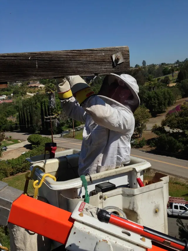 AA-Beekeeper | Live Bee Removal & Relocation — photo from the business 8