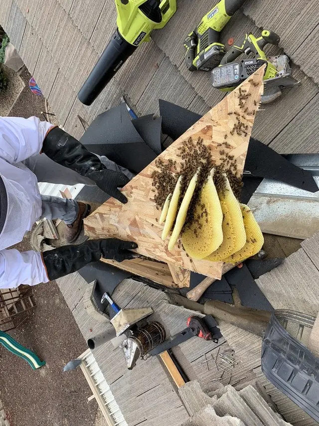 AA-Beekeeper | Live Bee Removal & Relocation — photo from the business 9