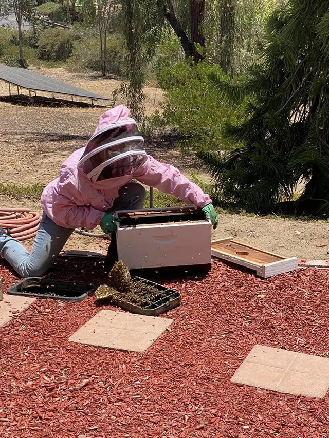 AA-Beekeeper | Live Bee Removal & Relocation — photo from the business 5