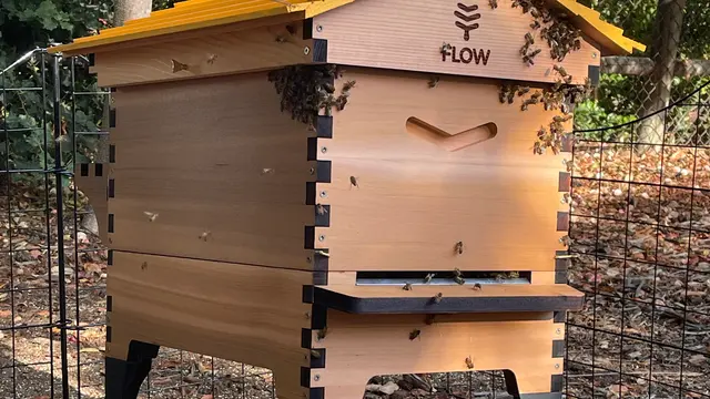 AA-Beekeeper | Live Bee Removal & Relocation — photo from the business 3