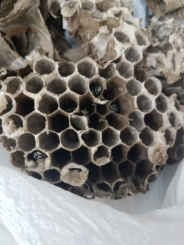 Kaptar Environmental Pest Control Services - Naperville — photo from the business 2