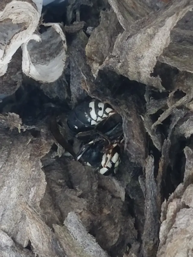Kaptar Environmental Pest Control Services - Naperville — photo from the business 10