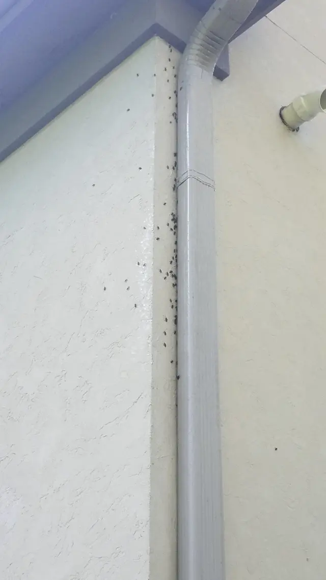 Kaptar Environmental Pest Control Services - Naperville — photo from the business 7