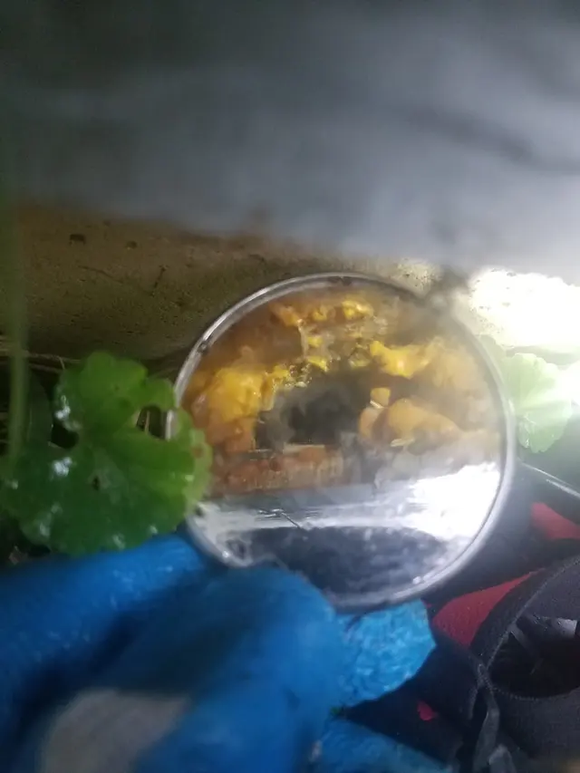Kaptar Environmental Pest Control Services - Naperville — photo from the business 11