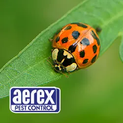 Aerex Pest Control — photo from the business 12