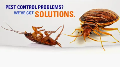 Aerex Pest Control — photo from the business 8