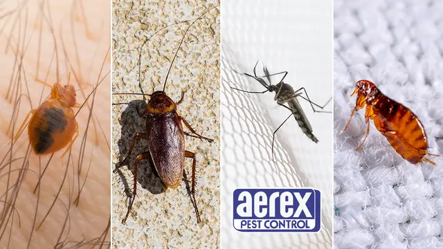 Aerex Pest Control — photo from the business 1