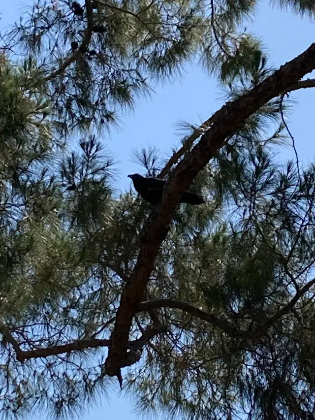 Pointe Pest Control - West Chicago — customer photo 10
