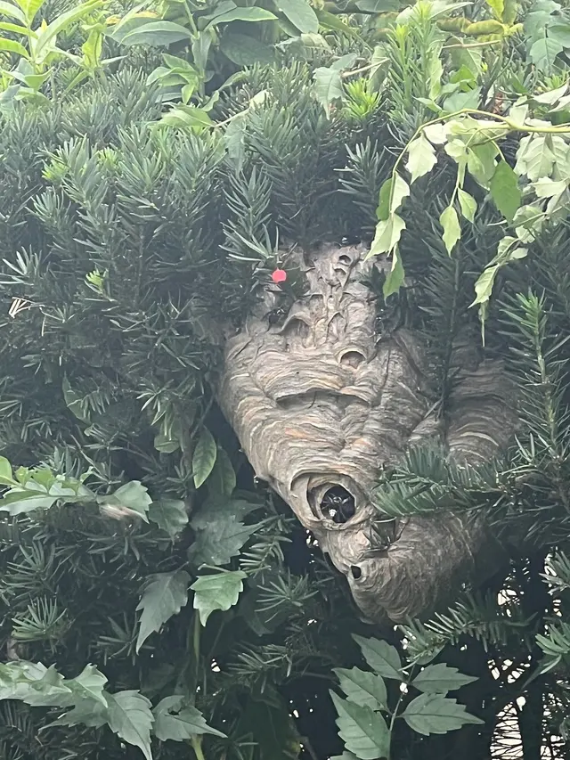 Pointe Pest Control - West Chicago — customer photo 8