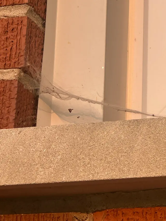 Pointe Pest Control - West Chicago — customer photo 9