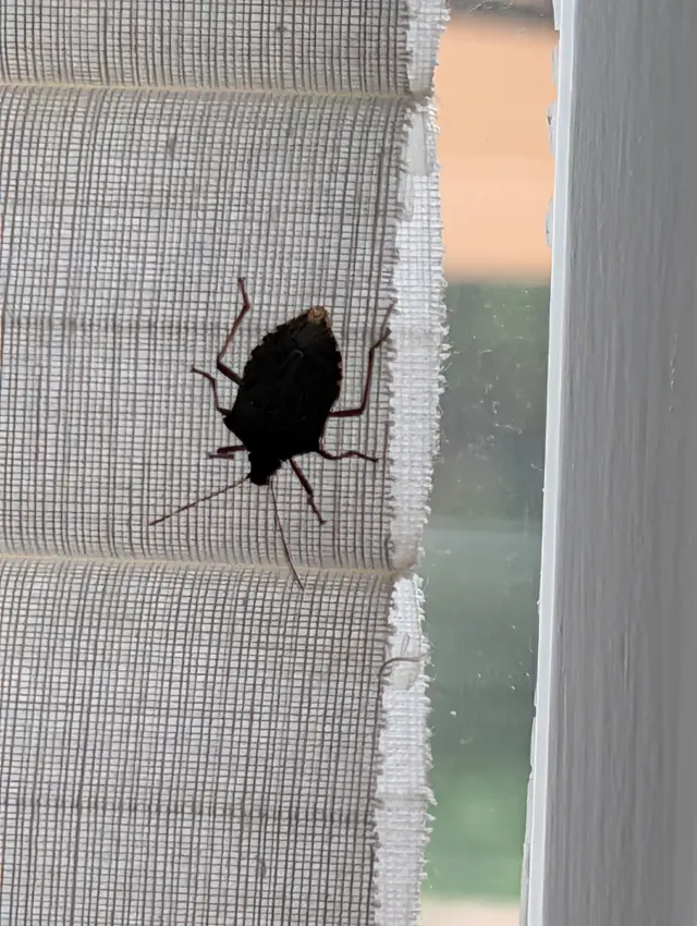 Pointe Pest Control — customer photo 3