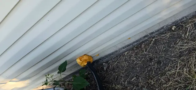 Chem-Wise Pest Control — customer photo 9