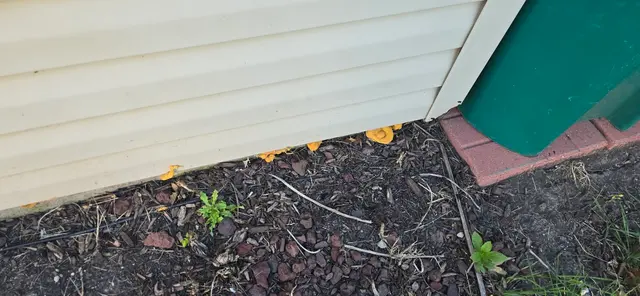 Chem-Wise Pest Control — customer photo 4