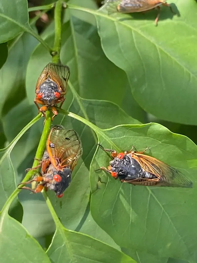 Men in Black Pest Control Services — photo from the business 2