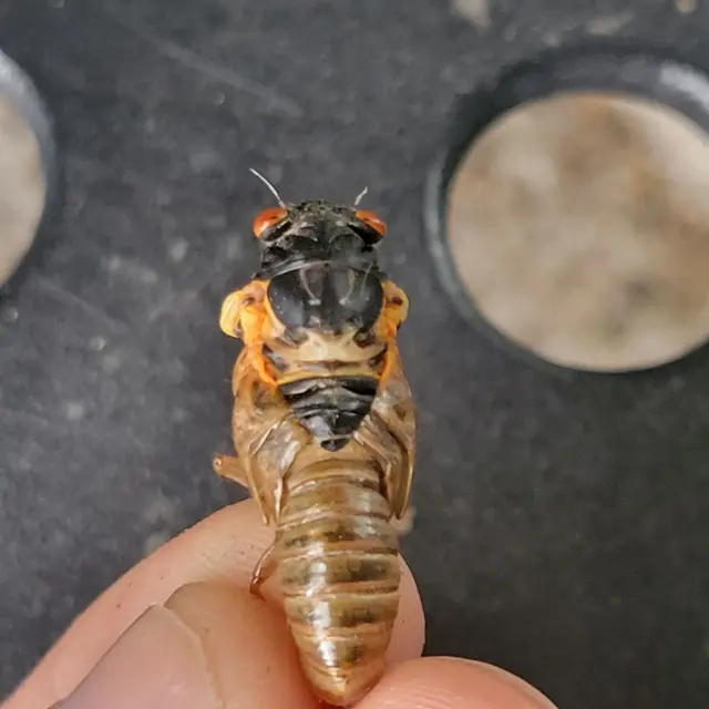 Men in Black Pest Control Services — photo from the business 5