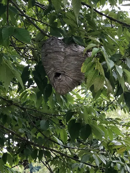 ProActive Pest Management — photo from the business 12