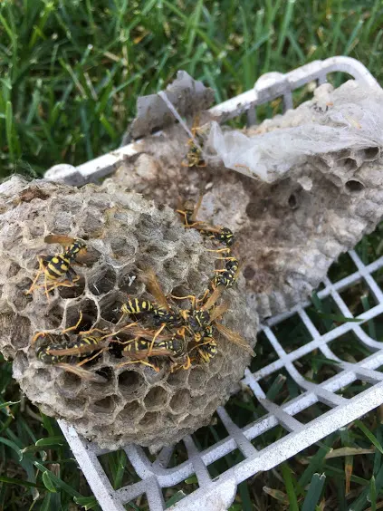 ProActive Pest Management — photo from the business 11
