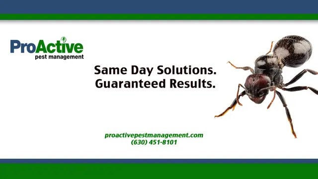 ProActive Pest Management — photo from the business 10