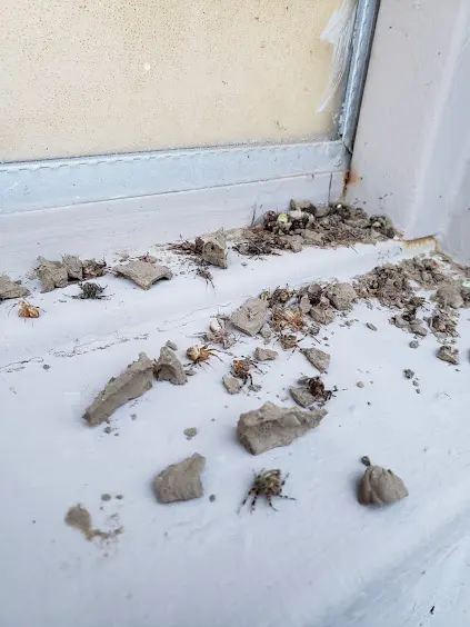 ProActive Pest Management — photo from the business 6