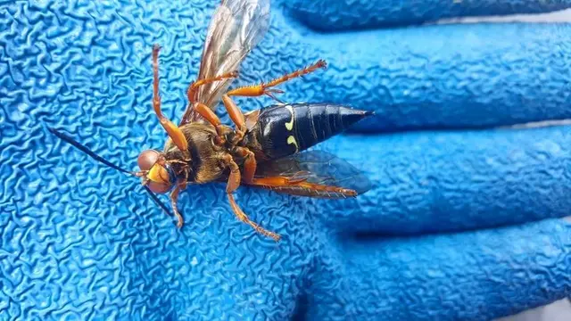 ProActive Pest Management — photo from the business 5