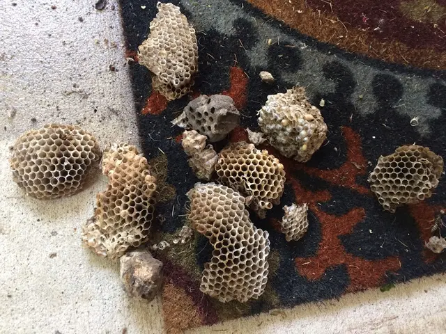 ProActive Pest Management — photo from the business 4