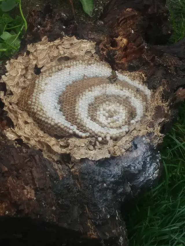 ProActive Pest Management — photo from the business 7