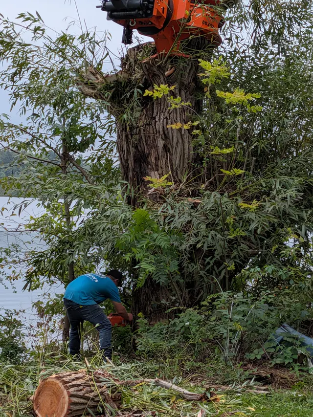 Mathews Tree Service — customer photo 5