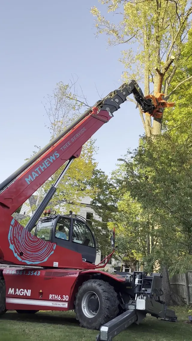 Customer photo of work by Mathews Tree Service, from Penelope Hutton's review