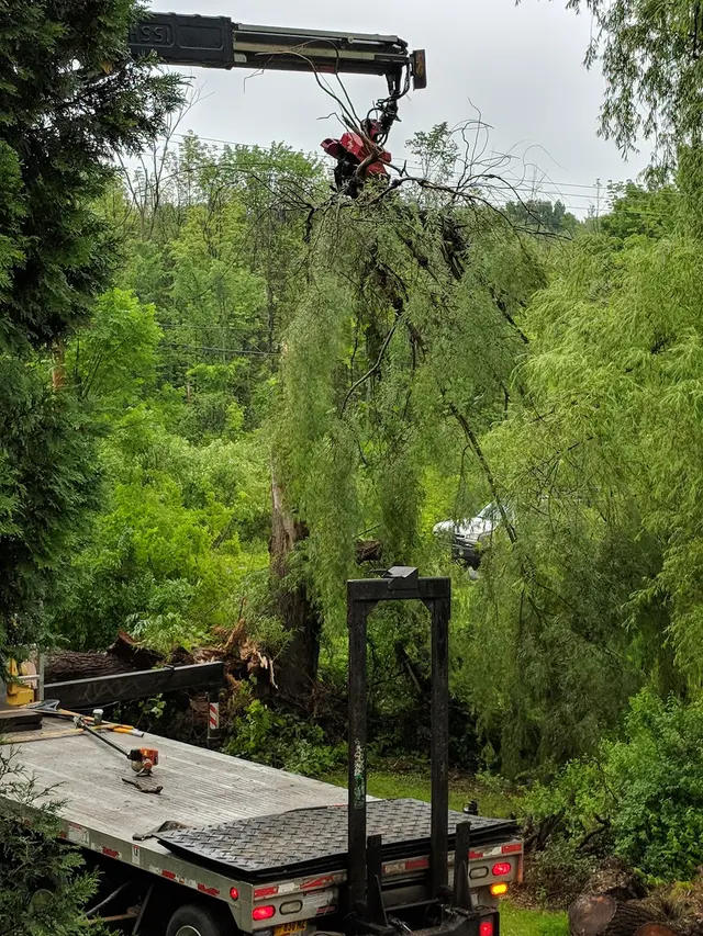 Maple Springs Tree Service — customer photo 7