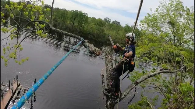 Maple Springs Tree Service — photo from the business 11