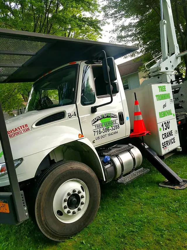 Maple Springs Tree Service — photo from the business 6