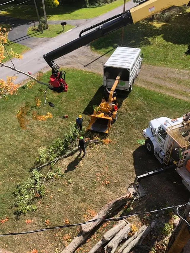 Maple Springs Tree Service — photo from the business 8