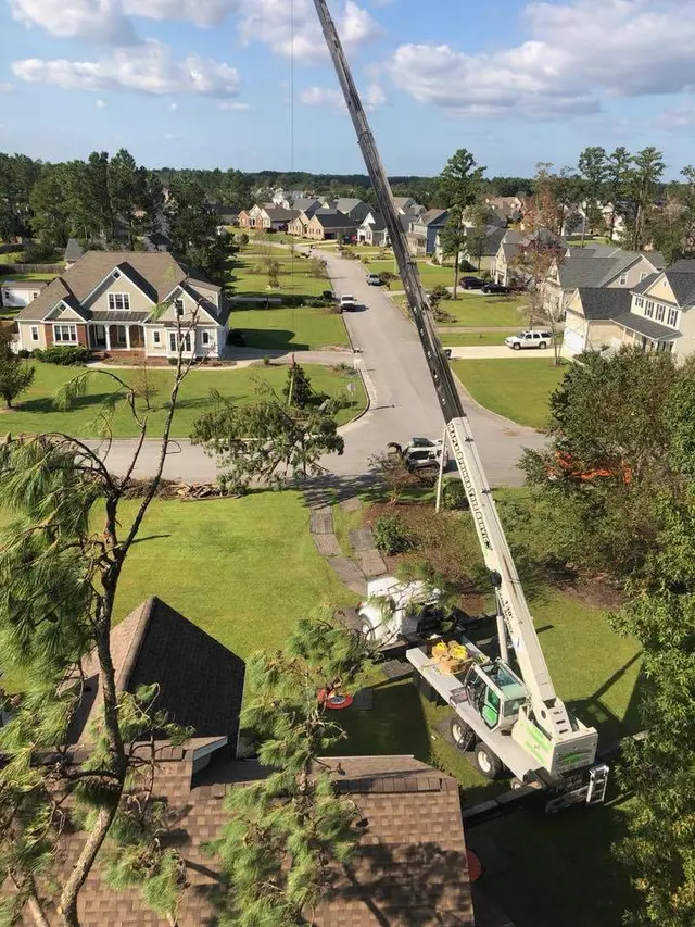 Maple Springs Tree Service — photo from the business 5