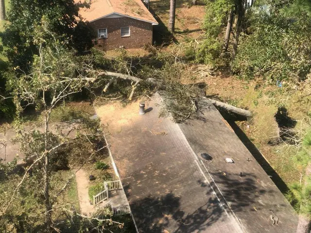 Maple Springs Tree Service — photo from the business 12