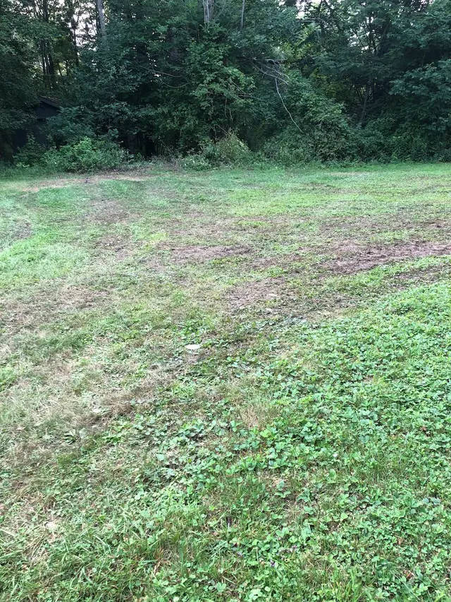 Maple Springs Tree Service — customer photo 3