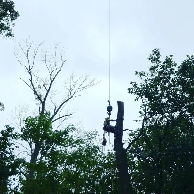 Maple Springs Tree Service — photo from the business 9
