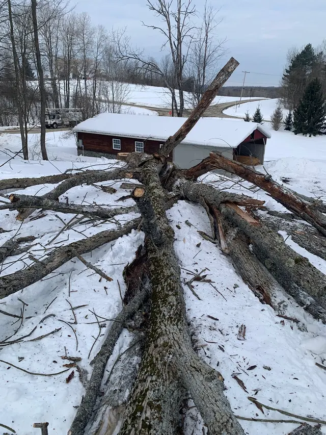M2 Tree Service Inc. — photo from the business 7