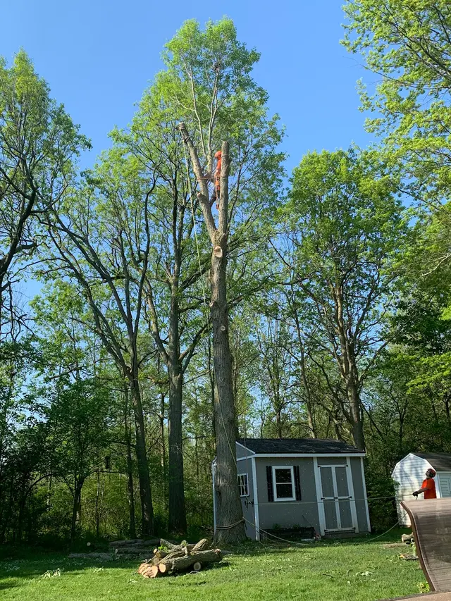 M2 Tree Service Inc. — customer photo 6