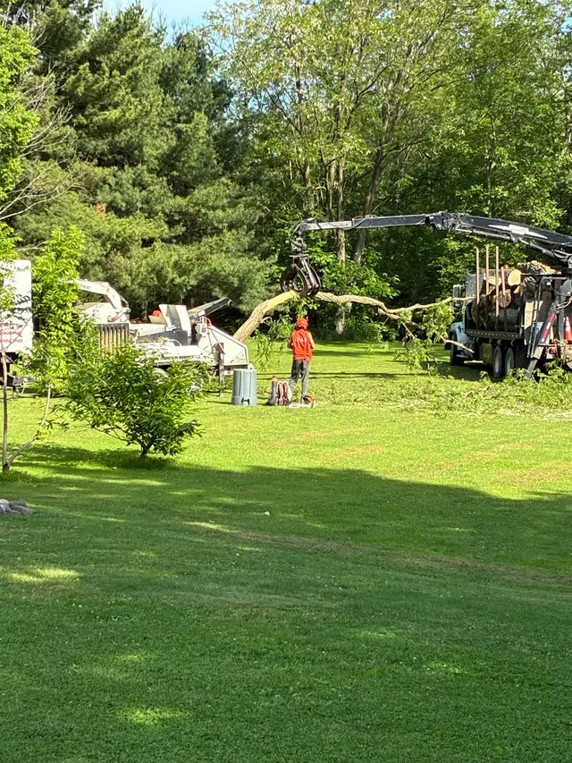 M2 Tree Service Inc. — customer photo 11