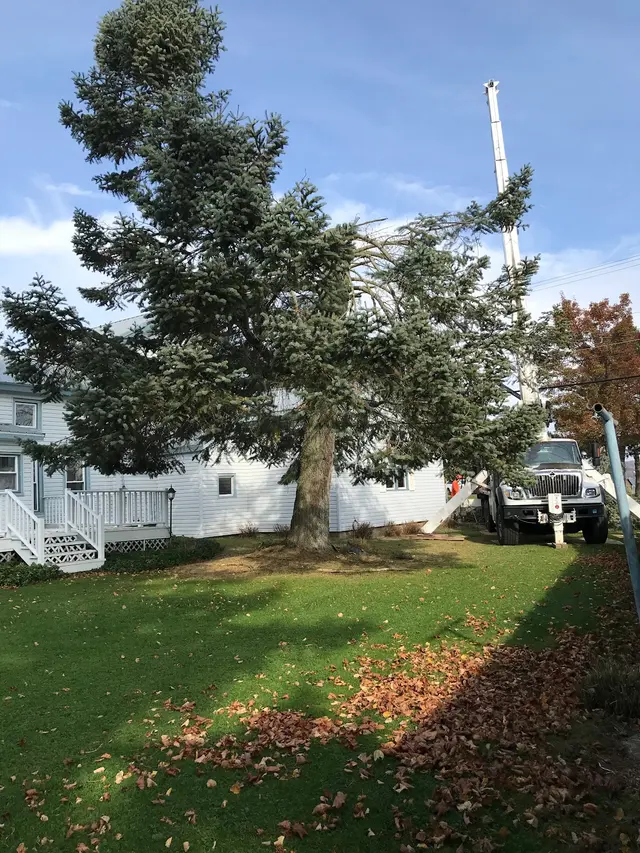 M2 Tree Service Inc. — customer photo 3