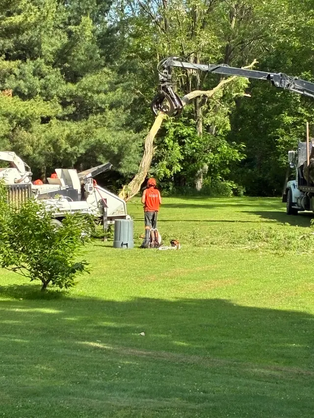 M2 Tree Service Inc. — customer photo 5